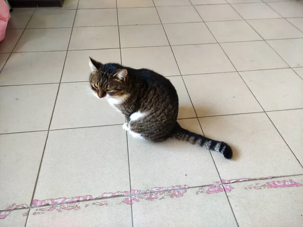Depoda Büyük Güzel Bir Kedi Var Kedi Depoyu Farelerden Korur — Stok fotoğraf