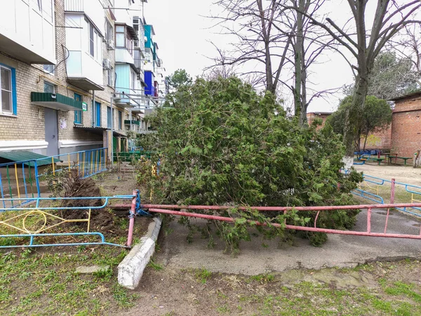 Thuja Boom Geveld Door Sterke Wind Binnenplaats Van Het Huis — Stockfoto