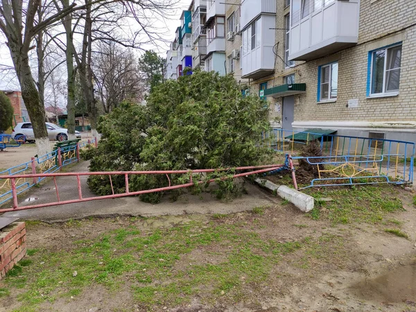 Thuja Árbol Derribado Por Fuerte Viento Patio Casa —  Fotos de Stock