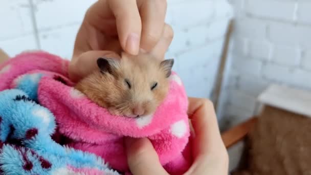 Vrouw strelen een hamster verpakt in de badjas — Stockvideo
