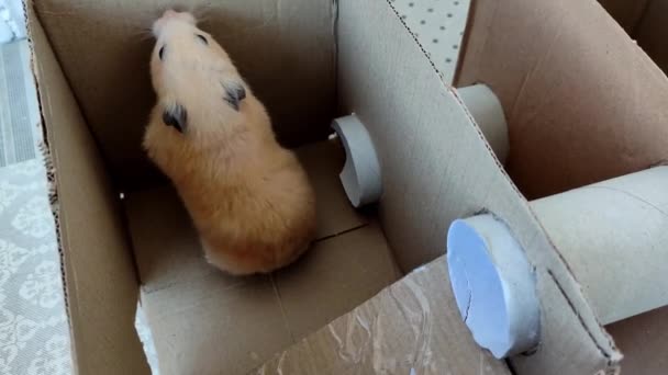 Syrische hamster spelen in een zelfgemaakte kartonnen doos — Stockvideo