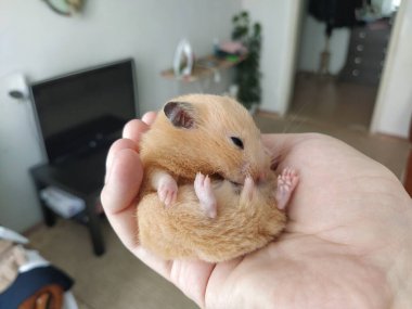 Sahibinin elinde Suriye hamsterı