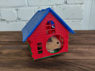 Suriye portakalı hamster 'ı kırmızı evinde saklanıyor
