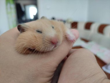 Altın Suriyeli hamster ellerde uyur