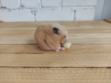 Suriyeli hamster, tahta zeminde gözleri kapalı ekmek yiyor.
