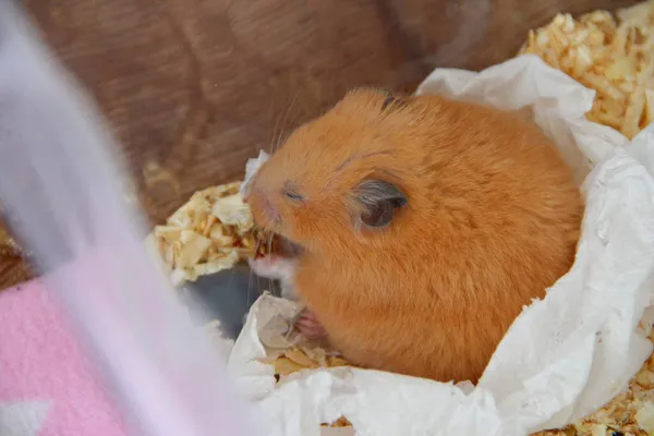 Syrian Hamster Sleeping Sawdust — Stock fotografie