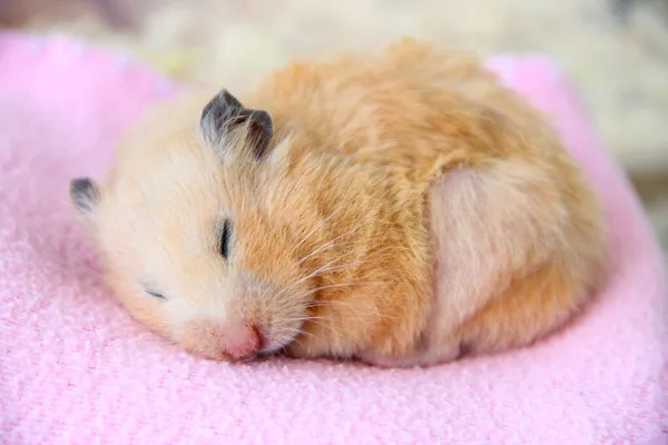 Suriyeli hamster battaniyenin üzerinde uyur.