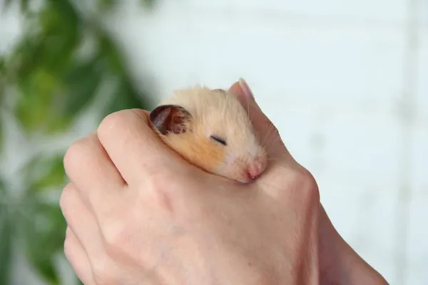 Hamster Sírio Dorme Nas Palmas Das Mãos Proprietário — Fotografia de Stock