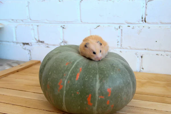 Hámster Sirio Calabaza —  Fotos de Stock