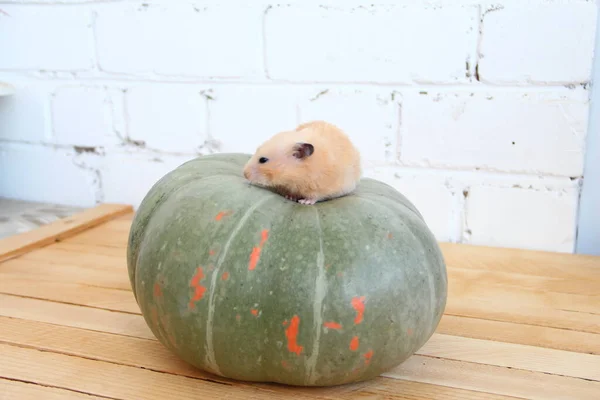 Syrischer Hamster Auf Dem Kürbis — Stockfoto