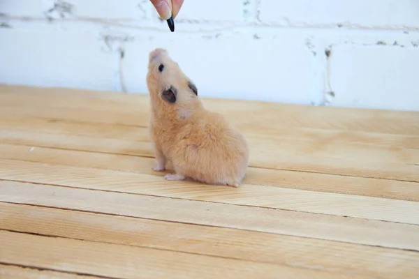 Syrischer Hamster Mit Der Hand Auf Dem Holzboden Gefüttert — Stockfoto