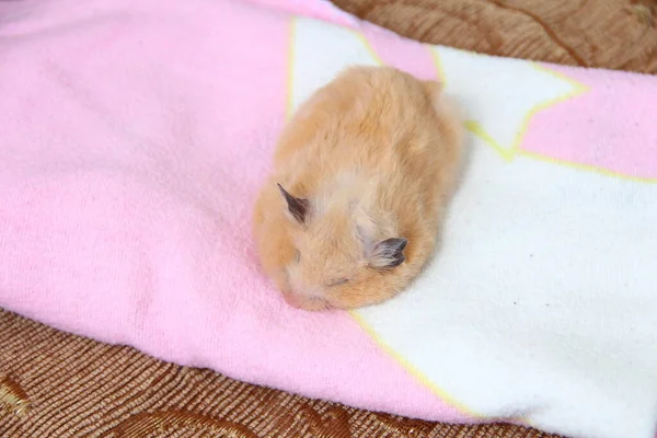 Hermoso Hámster Sirio Duerme Una Manta Rosa —  Fotos de Stock