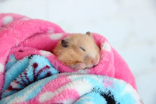 Syrian Hamster Sleeping Comfortably Bathrobe — Stock Photo, Image