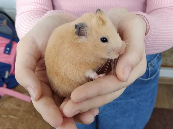 Meisje Met Een Hamster Haar Armen Close — Stockfoto