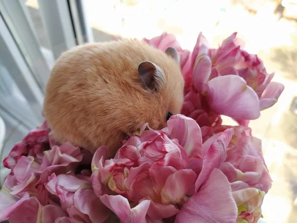 Hamster Senta Buquê Flores — Fotografia de Stock