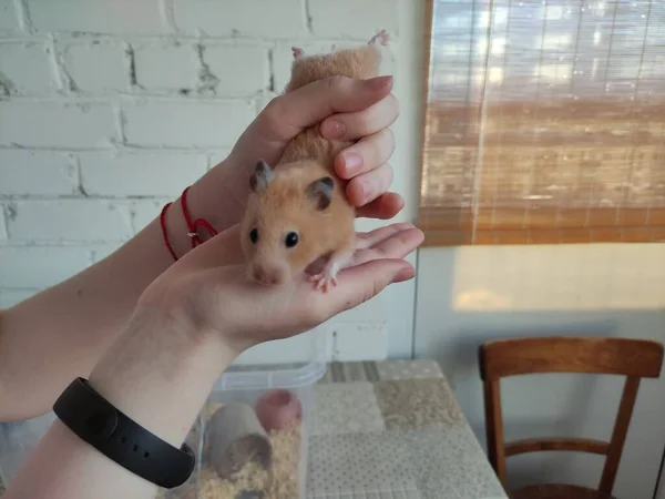 Syrische Hamster Vrouwelijke Handen Kijk Naar Camera — Stockfoto