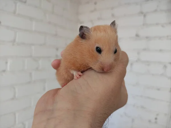 Bonito Hamster Sírio Nas Mãos Proprietário — Fotografia de Stock