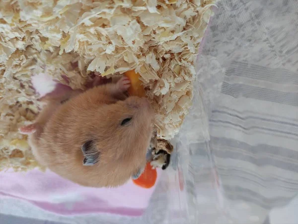 Leuke Syrian Hamster Eet Een Wortel Met Een Opgeheven Been — Stockfoto