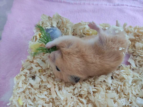 Syrischer Hamster Frisst Dill Und Liegt Auf Dem Rücken — Stockfoto