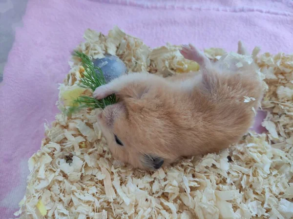 Syrische Hamster Eet Dille Ligt Zijn Rug — Stockfoto