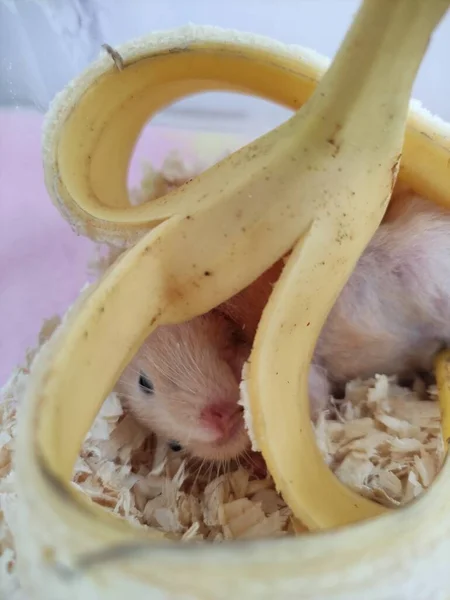 Χάμστερ Φάε Μια Μπανάνα Και Ξάπλωσε Κάτω Από Μπανάνα — Φωτογραφία Αρχείου