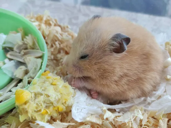 Syrische Hamster Eet Een Maïs — Stockfoto