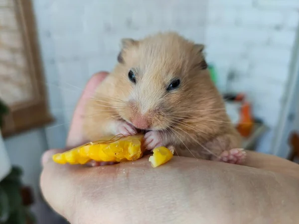 Vethamster Eet Maïs Hand Van Een Eigenaar — Stockfoto