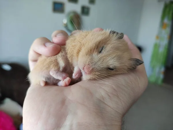 Schattige Hamster Slapend Een Hand — Stockfoto