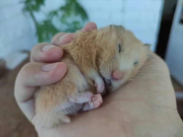 Bonito Hamster Sírio Dormindo Mão Proprietário — Fotografia de Stock