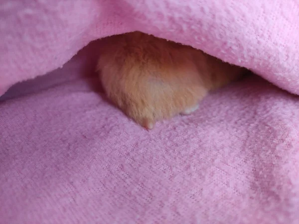 Rabo Hamster Espreitando Debaixo Cobertor — Fotografia de Stock