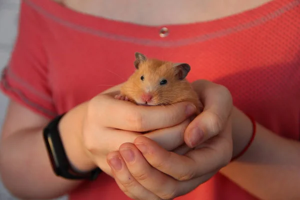 Meisje Houdt Een Hamster Haar Handen — Stockfoto