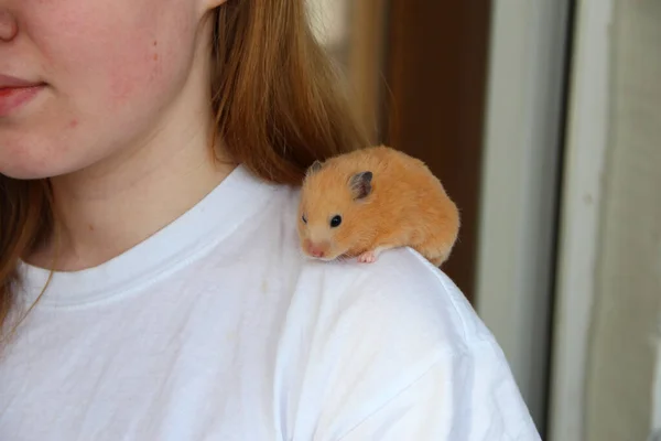 Turuncu Suriyeli hamster bir kızın omzunda oturuyor.