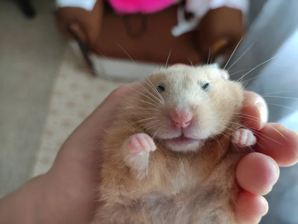 Retrato Hamster Que Dorme Nos Braços Femininos — Fotografia de Stock