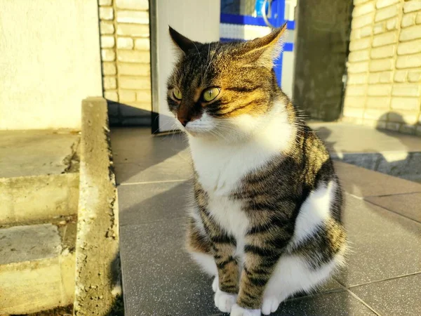 Porträtt Katt Som Sitter Trappan Till Huset — Stockfoto