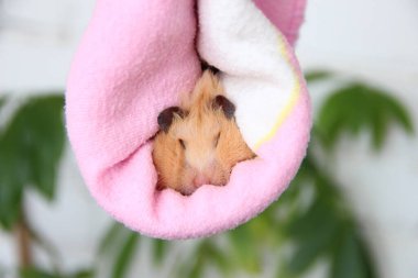 Pembe havluyla büyük yanaklı komik hamster.