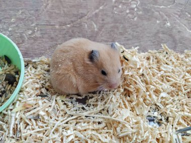 Hamster konteynerinde oturuyor.