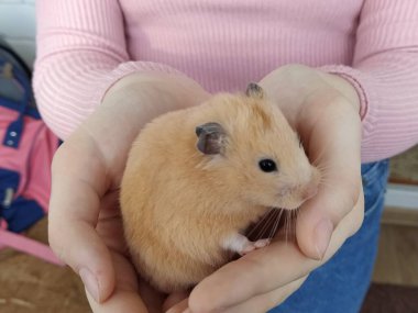 Kollarında hamster tutan bir kız, yakın plan.