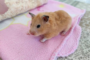 Az önce uyanan ürkek Suriyeli hamster