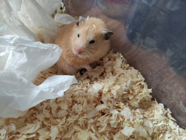 Uykulu şirin hamster uyandı ve hiçbir şey anlamadı.