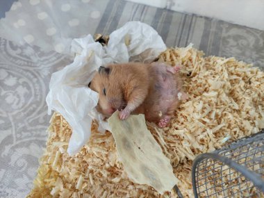Uykulu hamster sırt üstü uzan ve gözleri kapalı ye.