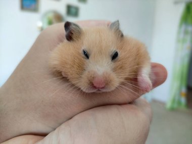 Altın Suriyeli hamster el ele tutuştu