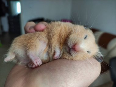 Suriyeli hamster sahibinin elinde uyur.