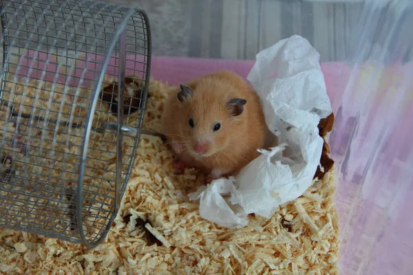 Hamster Cage Sawdust Napkin — Stock Photo, Image