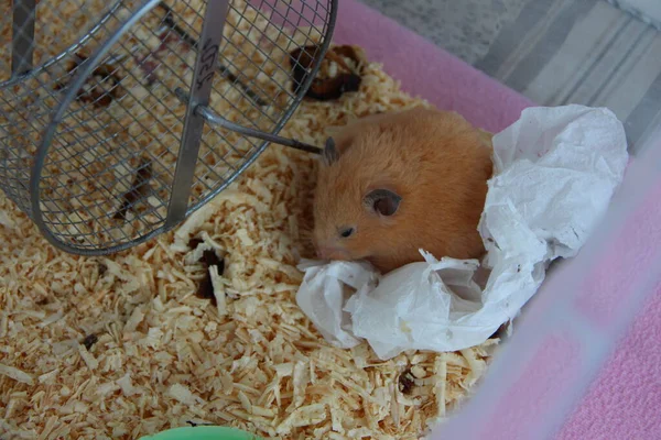 Hamster Cage Sawdust Napkin — Stock Photo, Image