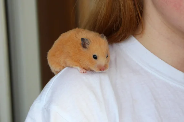 Orangefarbener Syrischer Hamster Sitzt Auf Der Schulter Eines Mädchens — Stockfoto