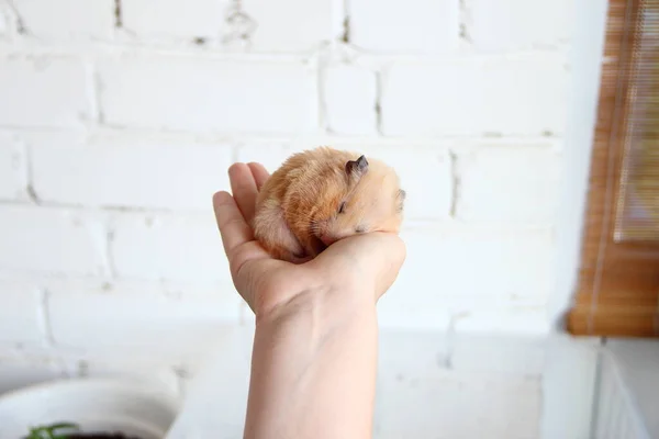Hamster Sírio Dormindo Mão Feminina — Fotografia de Stock