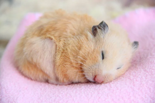 Hamster Syrien Dort Sur Une Couverture Close — Photo