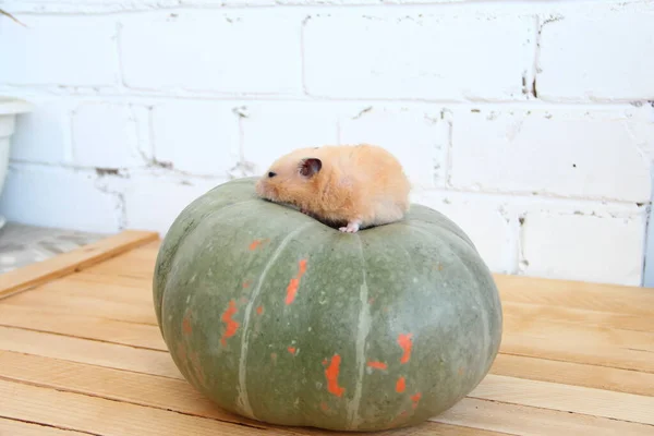 Syrian Hamster Pumpkin — Stock Photo, Image