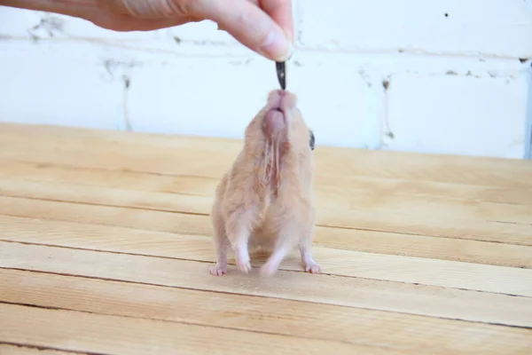 Syrischer Hamster Mit Der Hand Auf Dem Holzboden Gefüttert — Stockfoto