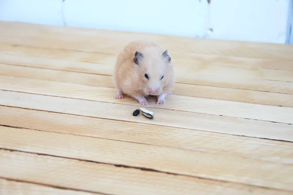 Hamster Sírio Comer Sementes Girassol Fundo Madeira — Fotografia de Stock